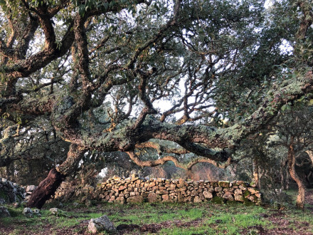 Nuraghe Appiu village stone wall cork trees
